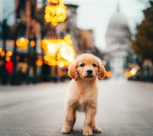 Madison Wisconsin'de Sokakta Yürüyen Golden Retriever Yavrusu