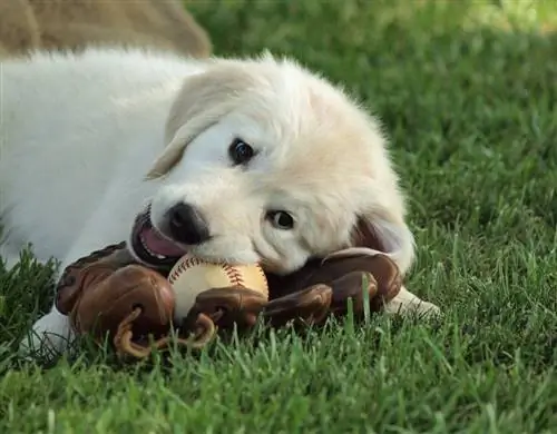 golden retriever med baseball och vante