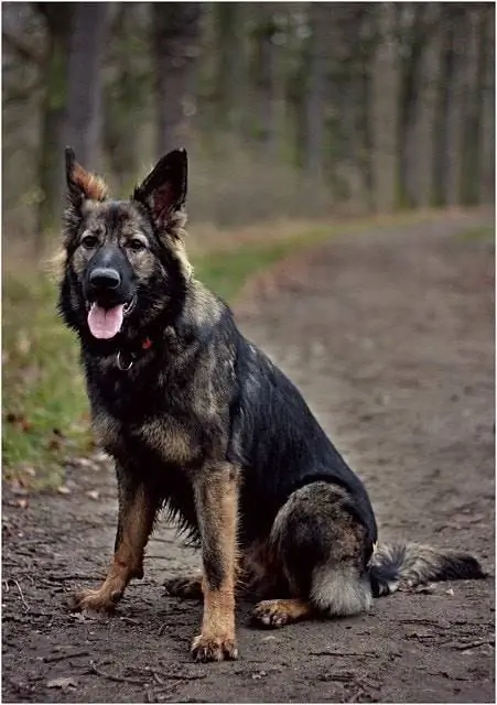 خط کار آلمان شرقی DDR German Shepherds