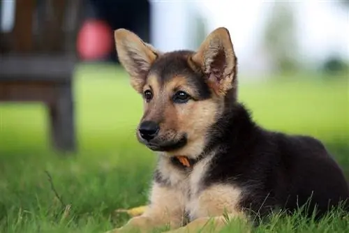 anak anjing gembala jerman dua warna