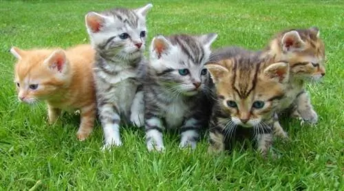 cat-kitten_piqsels