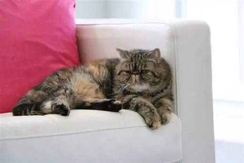 Exotische Kurzhaarkatze auf der Couch