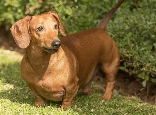 perro salchicha rojo