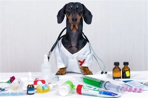 un perro salchicha como médico veterinario