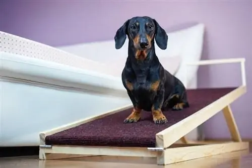 Per a què es criaven els Dachshunds? Explicació de la història del Dachshund