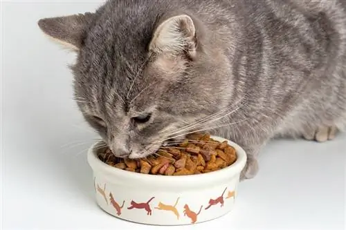 Gato gris comiendo del bol