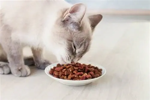 Gato siamés comiendo comida seca de un tazón