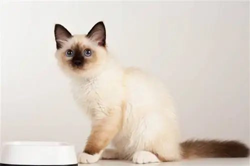 Birman mushuk ovqatlanmoqda