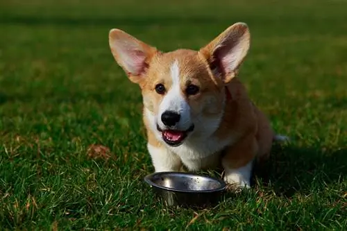 Anak anjing kecil baka Welsh Corgi Pembroke duduk di atas rumput hijau dan makan