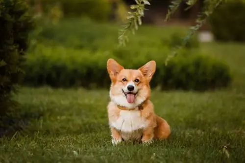 corgi zittend op het gras