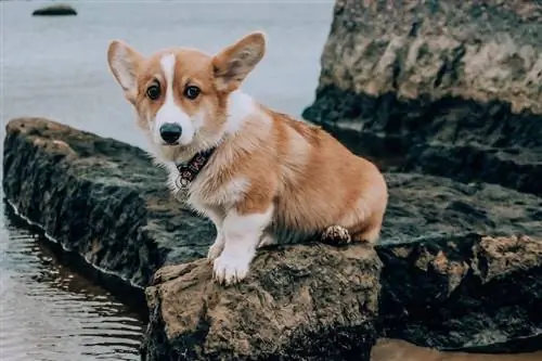 Taza de té corgi cerca del agua