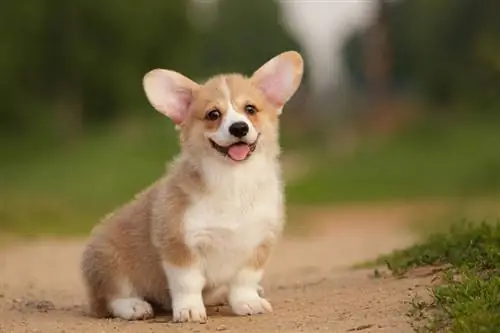 Kardigan Corgi