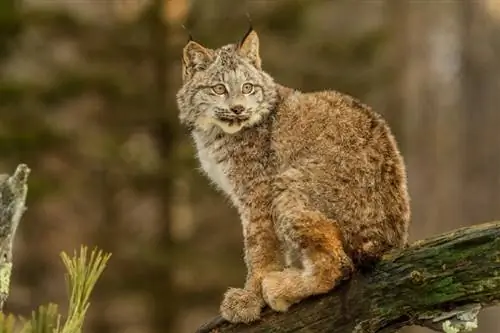 gato lince de canadá en la naturaleza