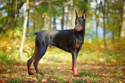 Quanto tempo os dobermans vivem? Vida útil média, dados & Cuidados