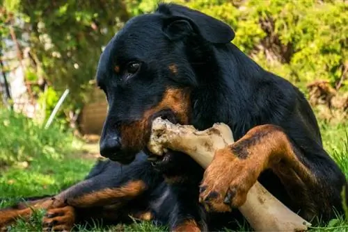 një doberman që përtyp një kockë jashtë