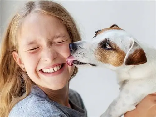 Hvorfor slikker hunden min meg? 10 grunner til denne oppførselen & Tips