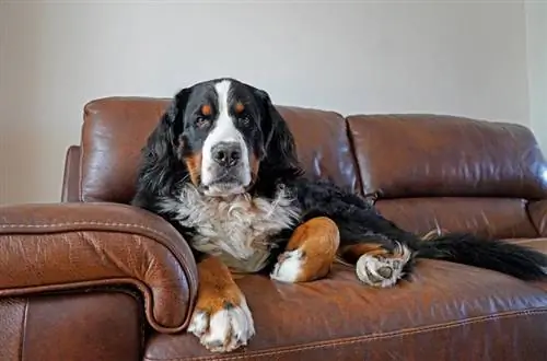 anjing gunung bernese di atas sofa coklat