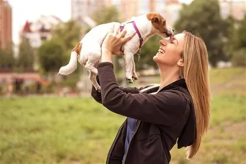 jack russell menjilati wanita