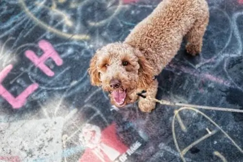 labradoodle dengan tali melihat ke atas