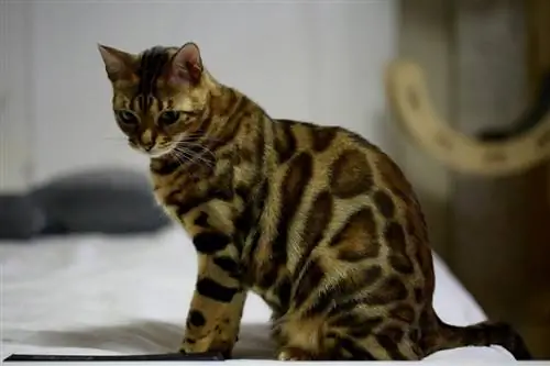 mace bengal