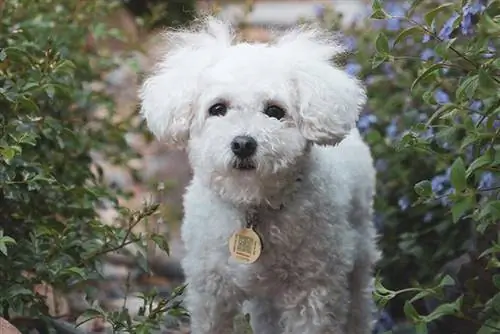 cachorro m altipoo em pé ao ar livre