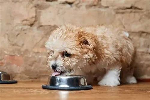 um cachorro M altipoo come de uma tigela de metal