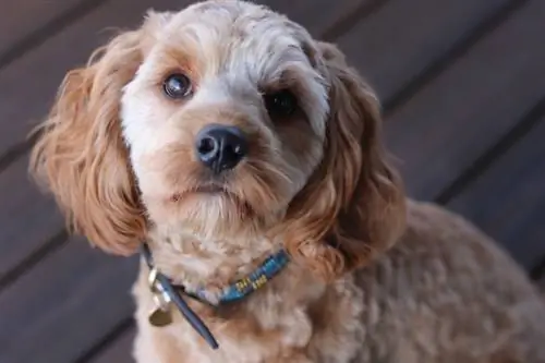 closeup anjing lucu dengan kerah jalinan DIY