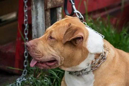 anjing coklat dengan choke collar