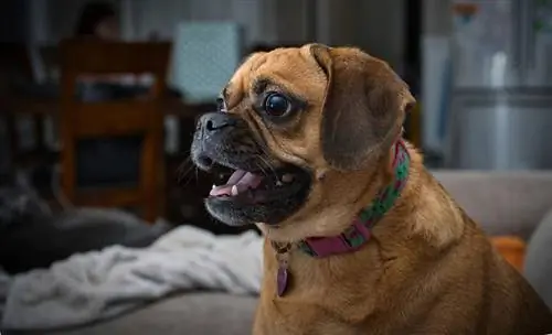 close-up van een puggle-hond die zijn mond opent