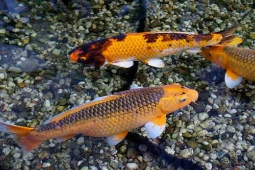 poissons koi dans l'étang