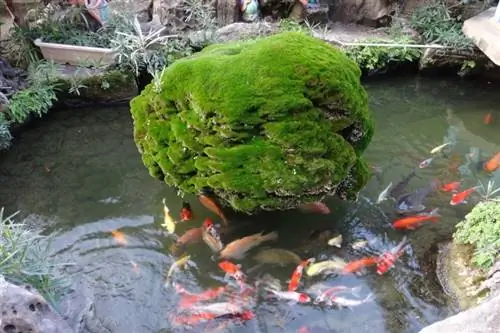 estanque de peces koi y dorados