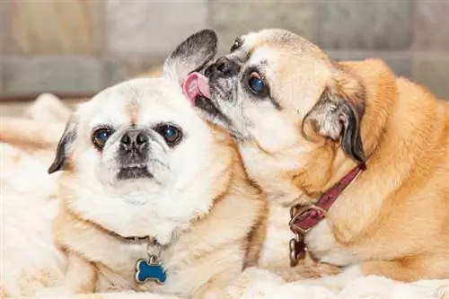 dua anjing pug comel dan anjing peking berbaring bersama-sama dengan seekor menjilat telinga yang lain