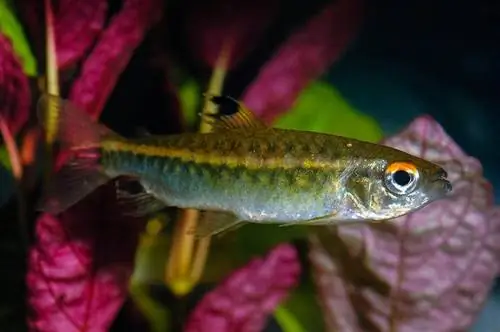 african red-eyed tetra