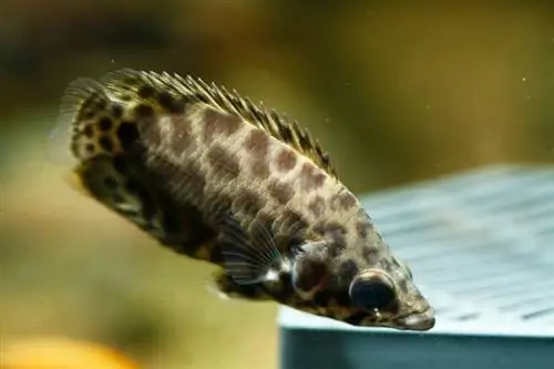 leopard bushfish