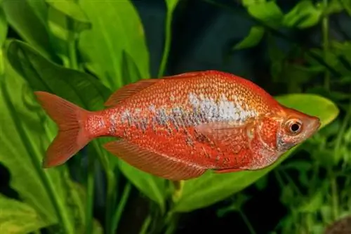 peixe arco-íris vermelho