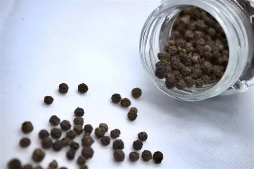 Iniiwasan ba ng Black Pepper ang mga Pusa? Ito ba ang Pinakamahusay na Pagpipilian?