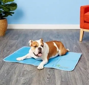 9 meilleurs tapis de refroidissement pour chien & Pads en 2023 – Avis & Guide