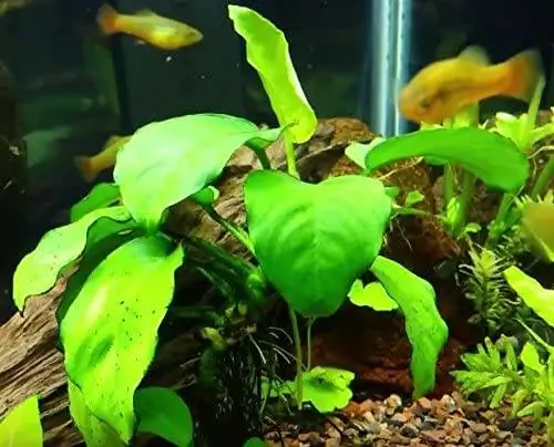 anubias