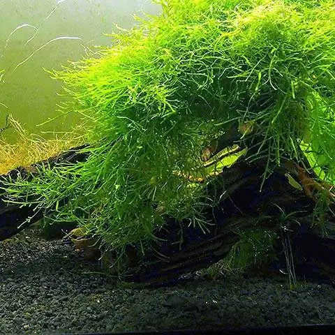 Java Moss