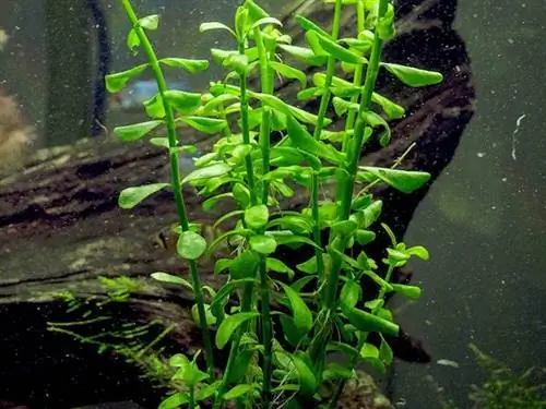 Aquatic Arts Moneywort գործարան