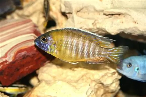 cichlid malawi