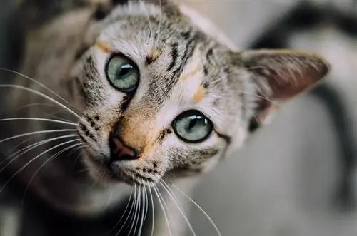 primo piano di un gatto curioso che inclina la testa