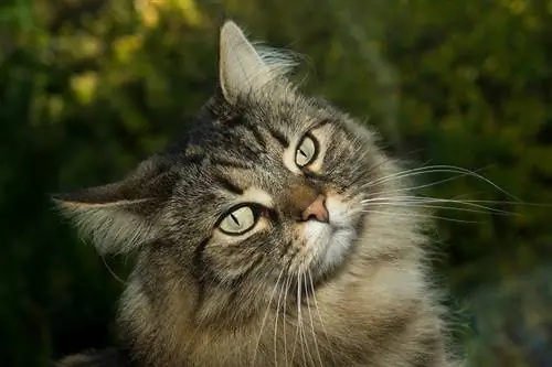 un gatto delle foreste norvegesi che inclina la testa