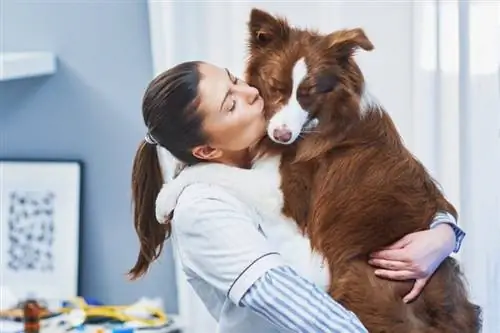 Hvorfor krammer Border Collies? Hundens adfærd forklaret