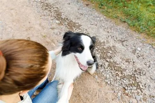 border-collie-apkabina-savininką-žaidžia lauke