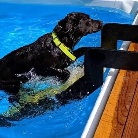 Yüzme Havuzu için WaterDog Adventure Gear Köpek Merdiveni