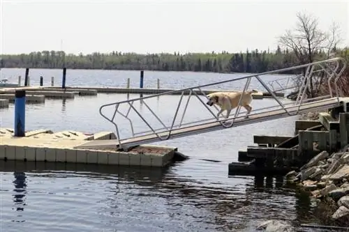 8 meilleures rampes de piscine pour chiens – 2023 avis &