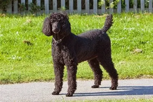 poodle standard hitam