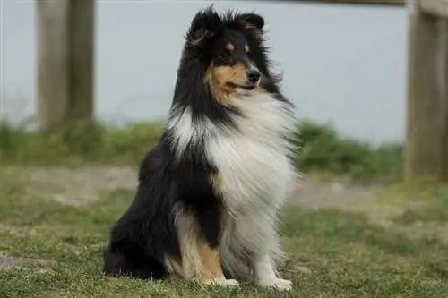 Shetland-Schäferhund sitzt auf Gras