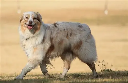 ein lächelnder australischer Schäferhund, der draußen spazieren geht